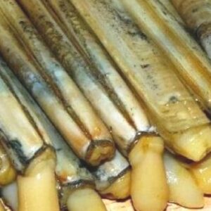 ŞOKLANMIŞ SÜLÜNEZ 3 PAKET (39 ADET)