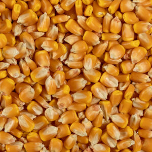 Yemlemelik Kuru Mısır 1 Kg